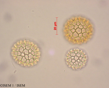 ISEM 1/Phlox_divaricata_29002/Phlox_divaricata_29002_0001(copy)_thumb.jpg